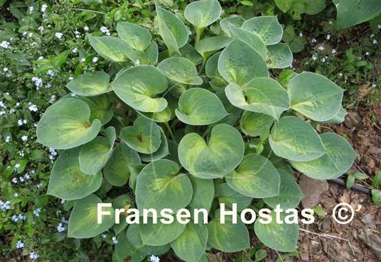 Hosta Dinky Donna